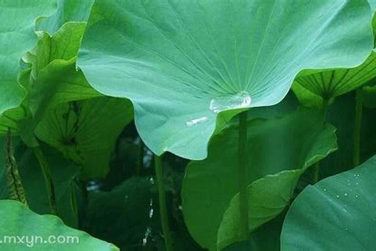 周公解梦梦见大水漫过路的寓意