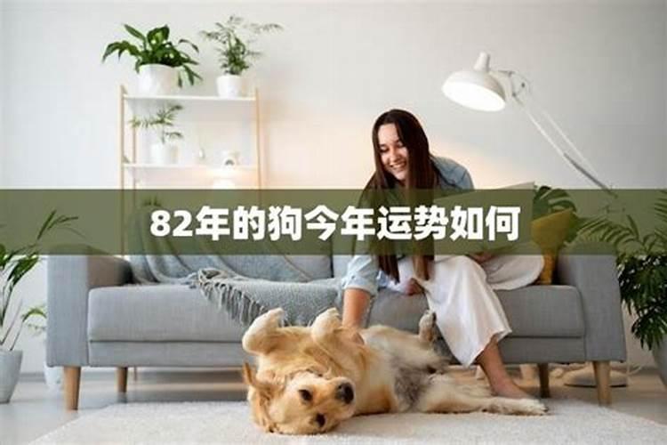 82年属狗人2024年每月运势