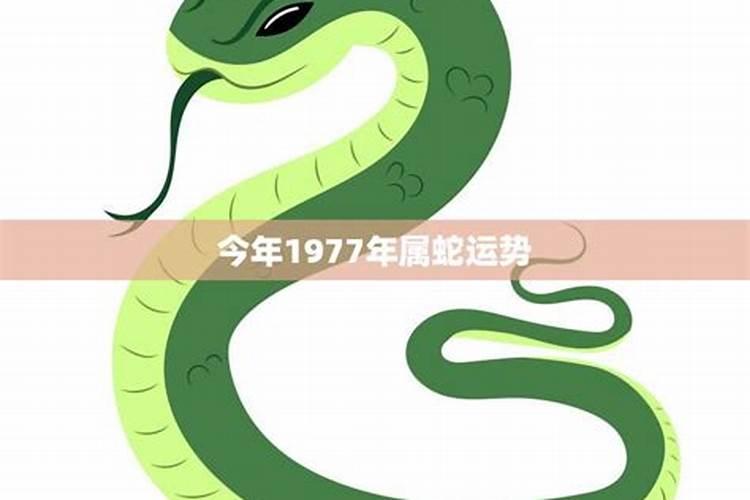 生肖蛇1977年2025年运势如何 生肖蛇1977年2025年全年运势