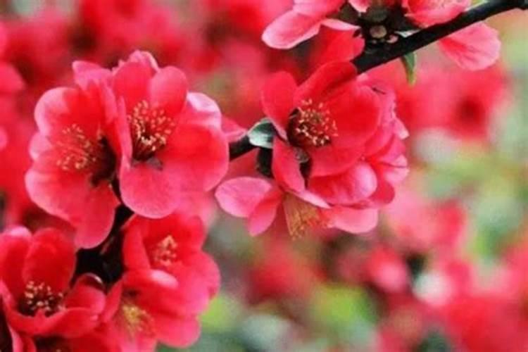 烂桃花会挤走正缘吗