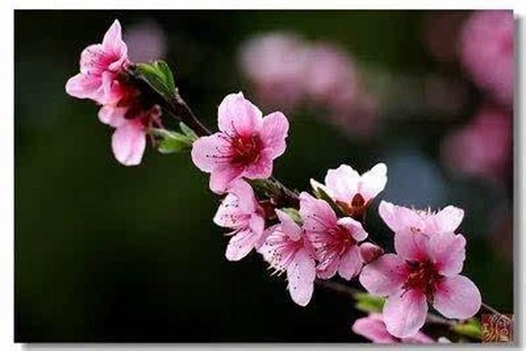 烂桃花会挤走正缘吗 为什么会形成烂桃花？