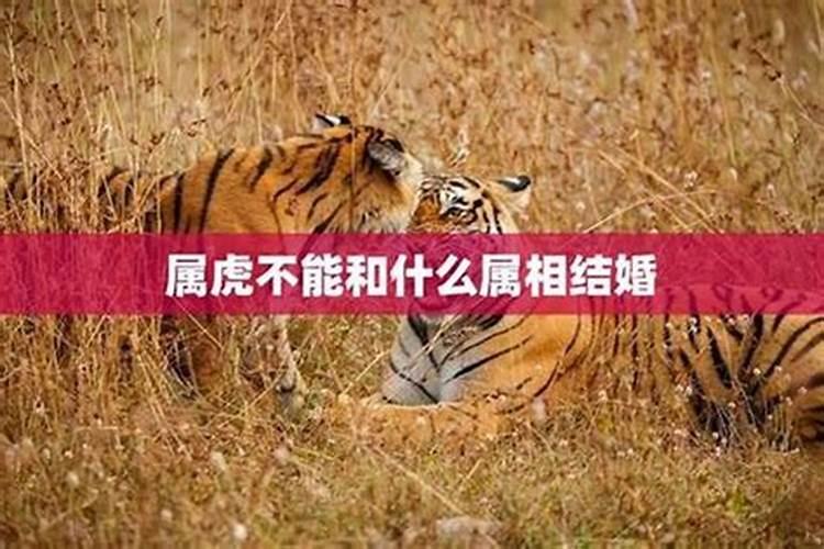 牛年本命年跟什么属相相冲,牛相冲的生肖都有哪些