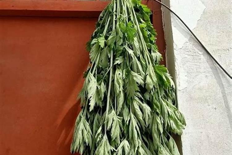 属猪犯太岁？