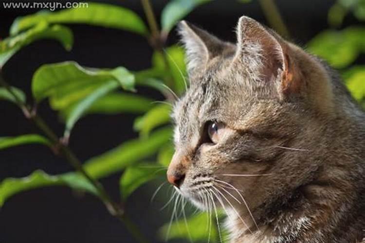 梦见猫跑了是什么意思？