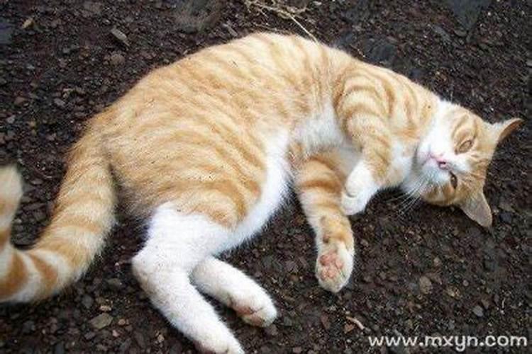 梦见好多猫什么预兆