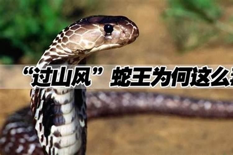 家里为什么不能养蛇 家里不能养蛇的原因