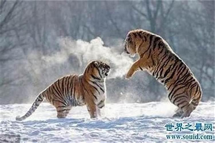 谁会算命？麻烦帮我看下生辰八字…