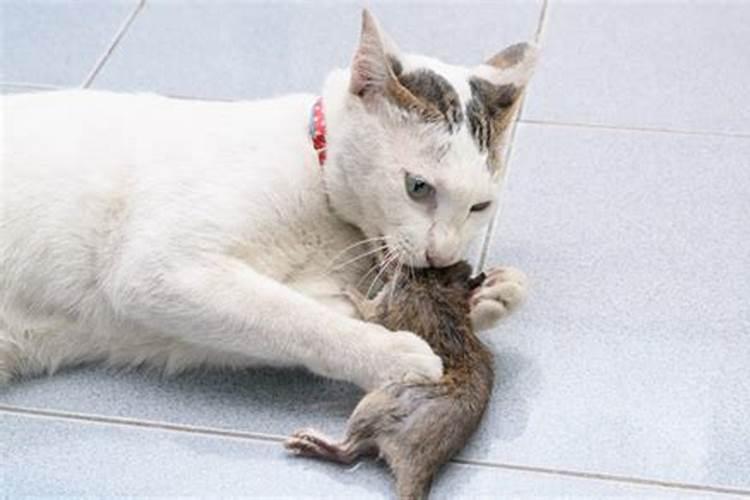 80属猴女后半生感情运势找到真爱生活安稳？