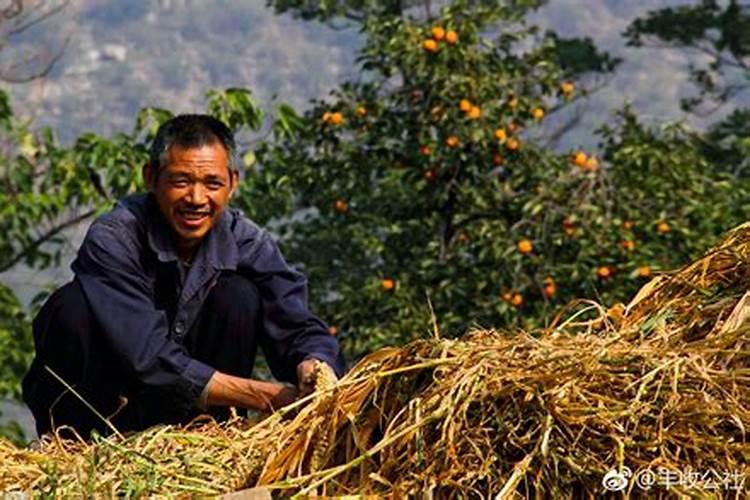 每年秋分为农民丰收节