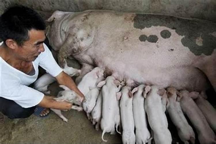 梦见男朋友变成猪是什么兆预？