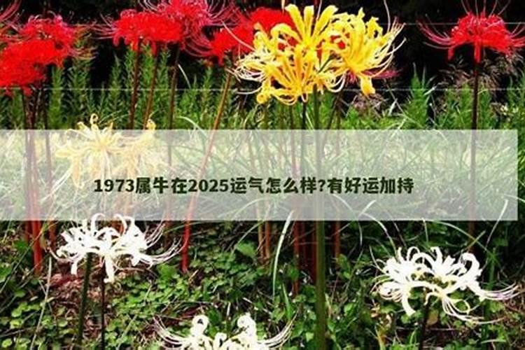 生肖牛1985年2025年运势如何 生肖牛1985年2025年全年运势