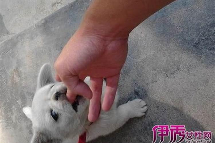 梦见狗扑着对我热情的预兆