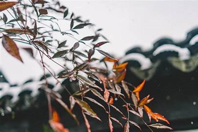 大雪是不是冬至大雪和冬至是什么意思