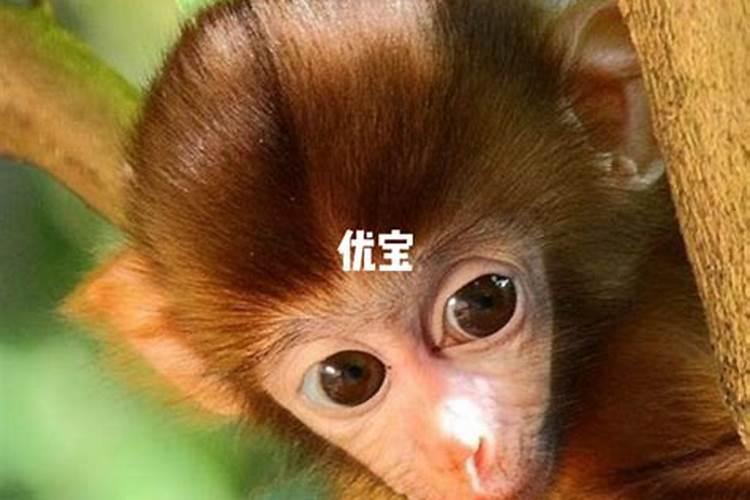 梦见很大的佛像突然塌了东西掉下来没砸到我求解梦