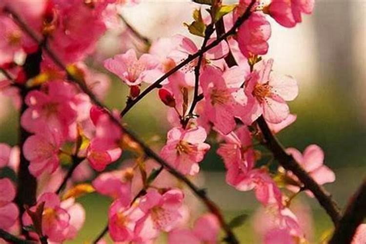 男人犯桃花是什么意思？