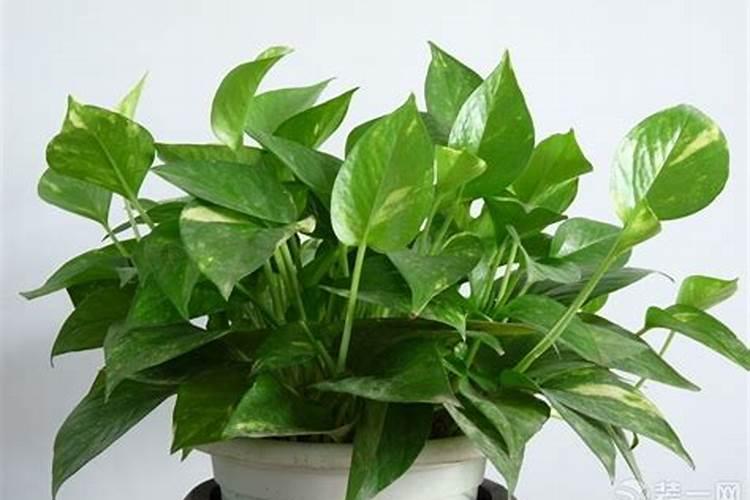 家里种什么植物旺人丁,可以添丁旺子的风水植物