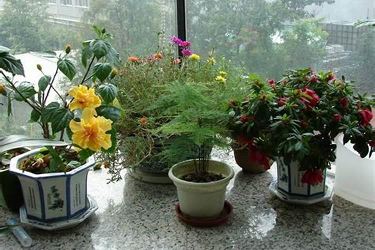 提高孩子成绩风水植物