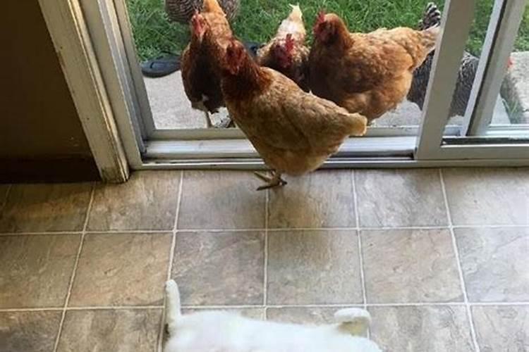 什么属相不能养猫是真的还是假的