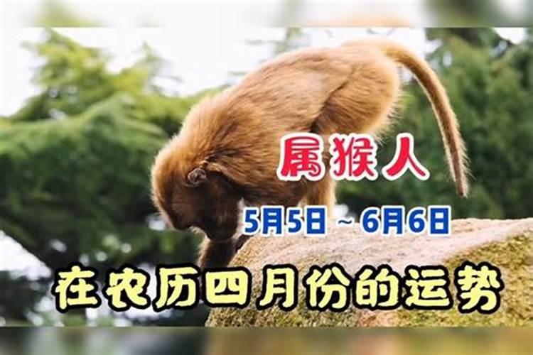 1987年属兔2025年的运势及运程如何