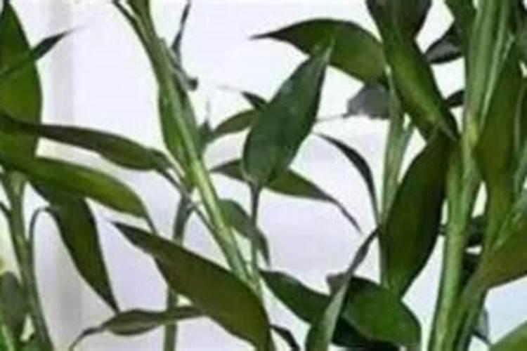 中元节是纪念谁的
