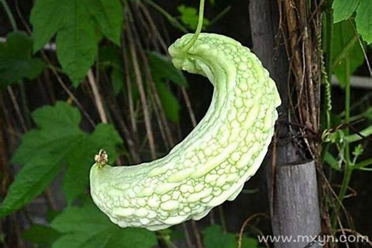 梦见苦瓜有什么预兆 梦见苦瓜的预兆是什么
