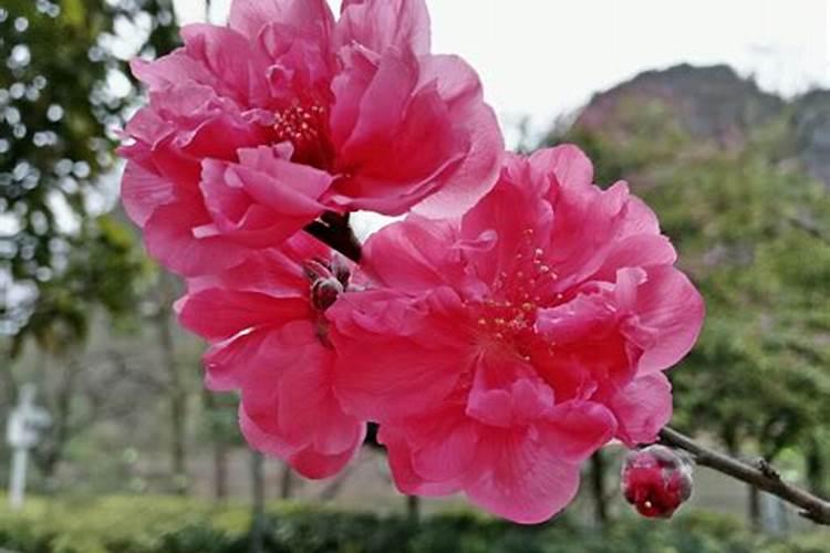 桃花劫是什么意思？什么叫桃花劫？