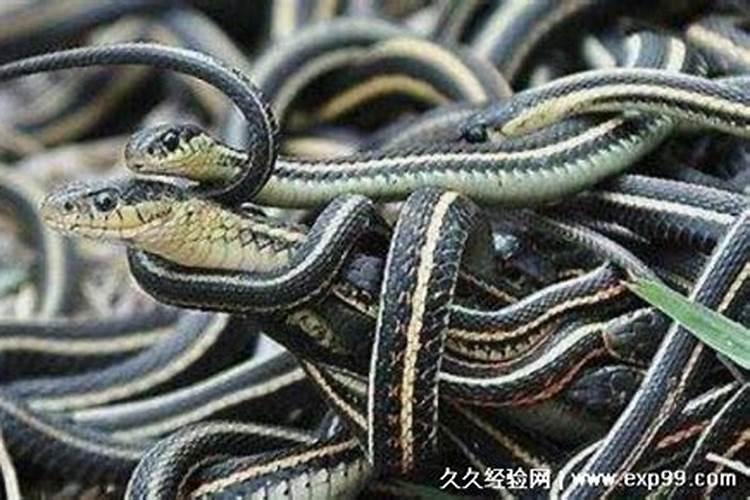 投胎应该拜哪个菩萨？
