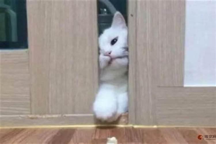 猫进家是什么兆头？