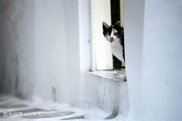 猫来店门口有什么预兆？