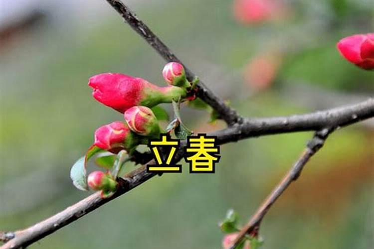 立春祝福语精选立春的祝福语精选句子