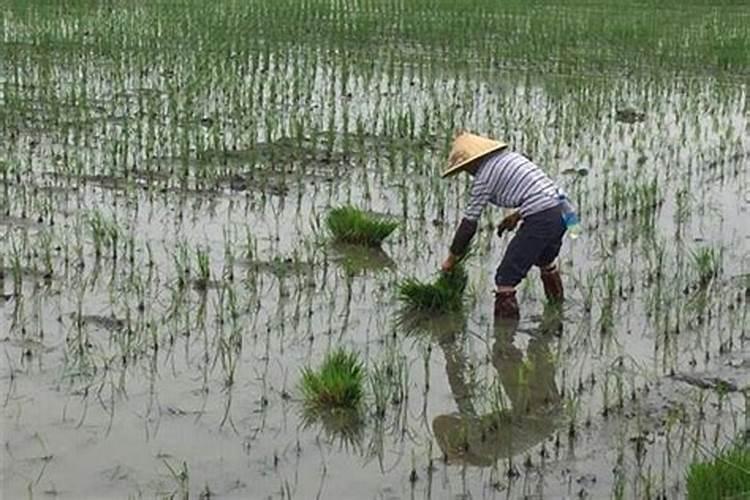 74年11月的虎命运如何,74年农历4月16日生人命运
