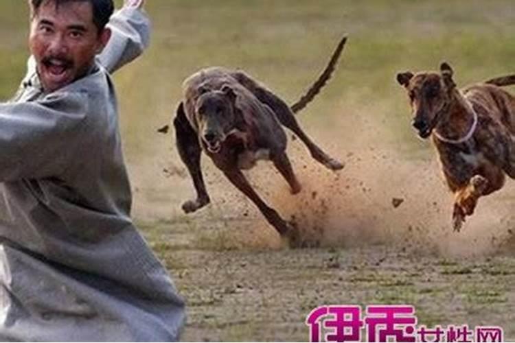 梦见被俩只狗追咬的预兆