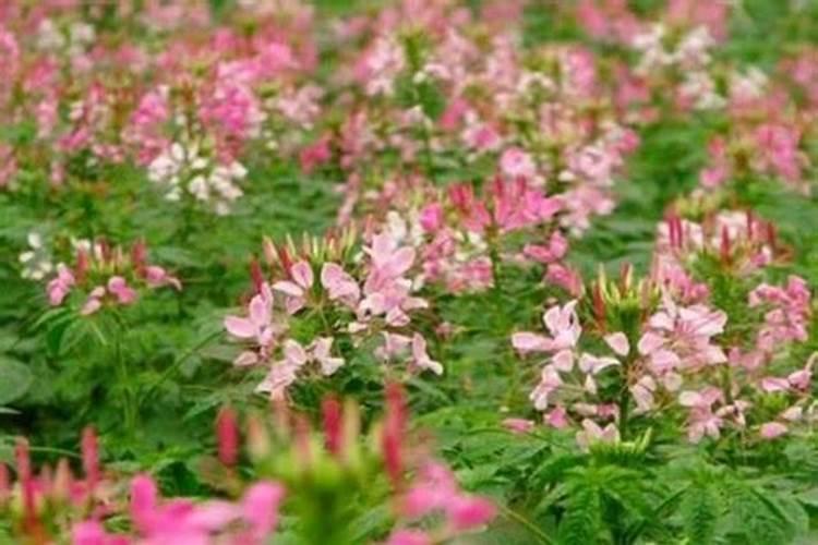 清明节先上坟还是在家祭拜 清明节先在家供奉后扫墓可以吗