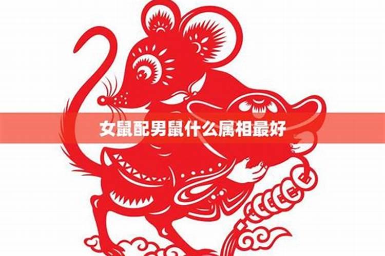 属鼠的女子什么属相婚配合适,属鼠最佳婚配属相
