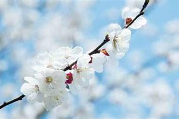 农历的国内的传统节日
