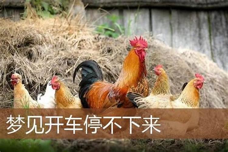 钓的鱼初五养死了有什么说法？