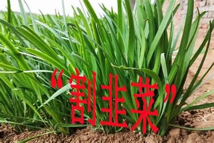 梦见别人呕吐物