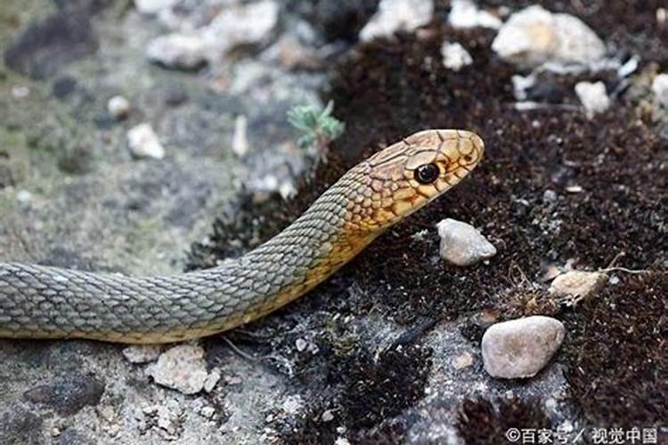 属蛇人后半生都走什么运 属蛇人后半生的运气怎么样