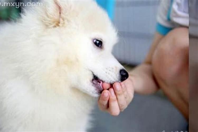 为什么梦见狗狗咬我的手