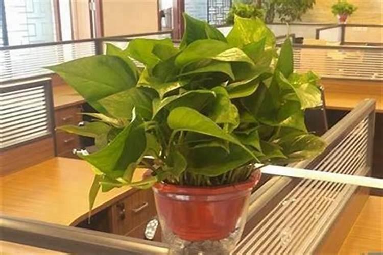 哪些植物防小人