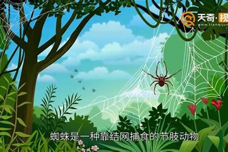 属牛人今年犯太岁如何化解