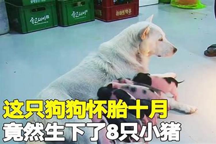 属鸡的本命年结婚好吗