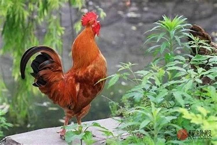 属鸡的和属鸡的婚配好不好属鸡男和属鸡女的婚姻好吗