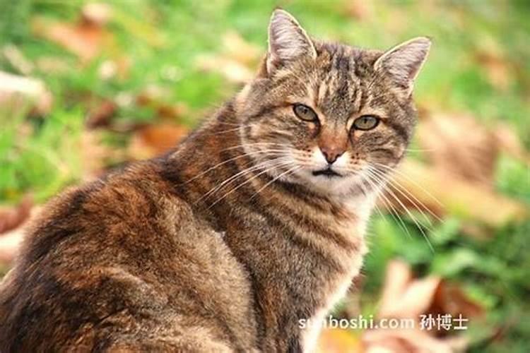 梦见打死一只猫猫还流了很多血的预兆