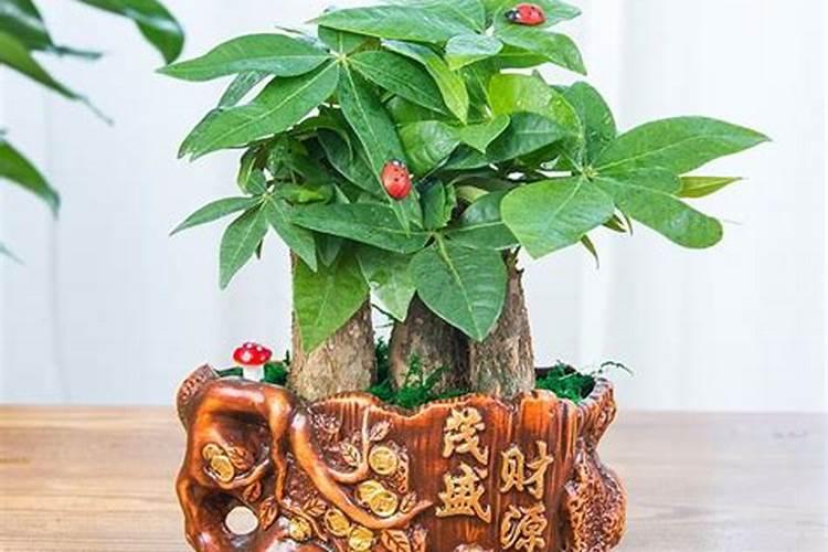 院子摆什么最旺财聚财风水