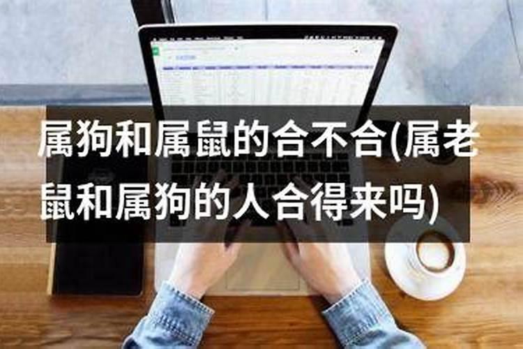 女鼠男狗八字合婚