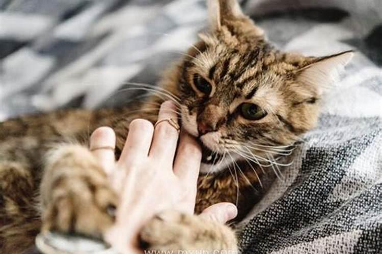 梦到猫咬手不松口什么意思