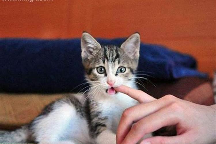 梦见被猫咬手不松口是什么预兆
