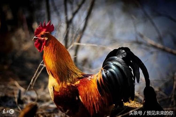 梦见自己捉鱼是什么预兆？