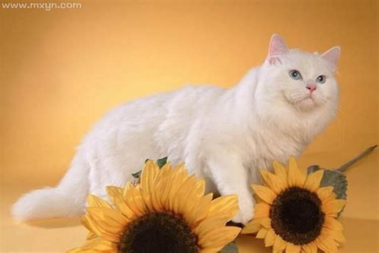 梦到好多猫代表什么？